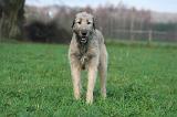 IRISH WOLFHOUND 261